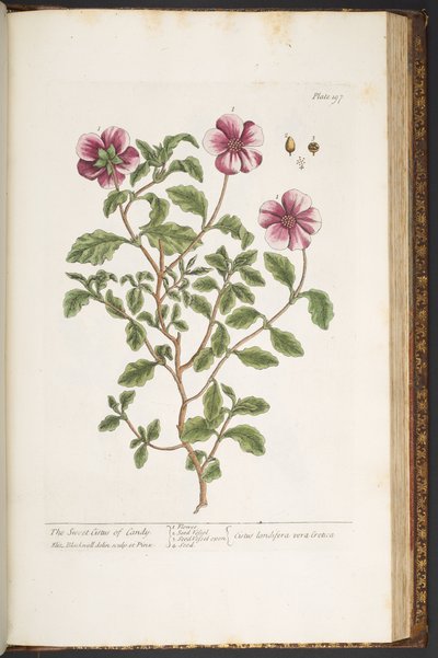 Talerz 197, z „Ciekawy zielnik” autorstwa Elizabeth Blackwell