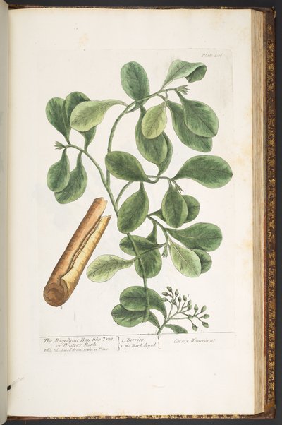 Talerz 206, z „Ciekawy zielnik” autorstwa Elizabeth Blackwell