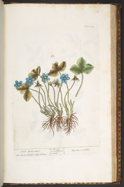 Talerz 207, z „Ciekawy zielnik” autorstwa Elizabeth Blackwell
