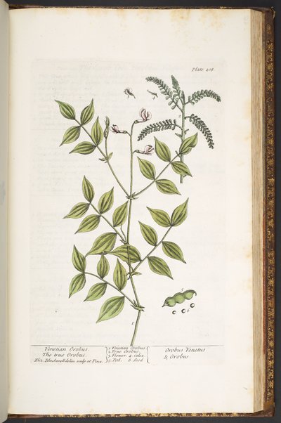 Talerz 208, z „Ciekawy zielnik” autorstwa Elizabeth Blackwell