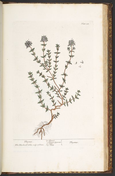 Talerz 211, Tymianek, z "Ciekawego ziela" autorstwa Elizabeth Blackwell