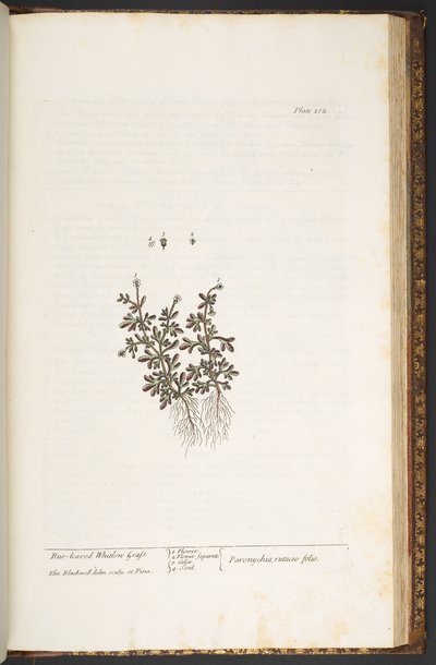 Talerz 212, z „Ciekawy zielnik” autorstwa Elizabeth Blackwell