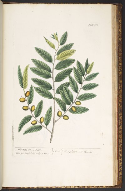 Talerz 213, z „Ciekawy zielnik” autorstwa Elizabeth Blackwell