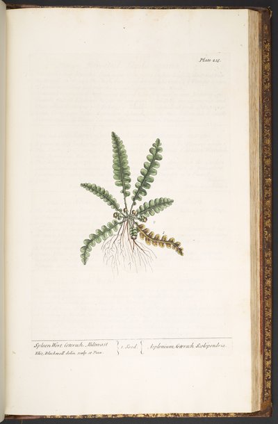 Talerz 216, z „Ciekawy zielnik” autorstwa Elizabeth Blackwell