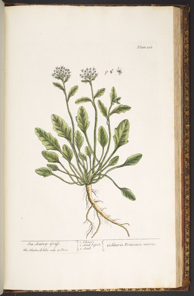 Talerz 218, z „Ciekawy zielnik” autorstwa Elizabeth Blackwell