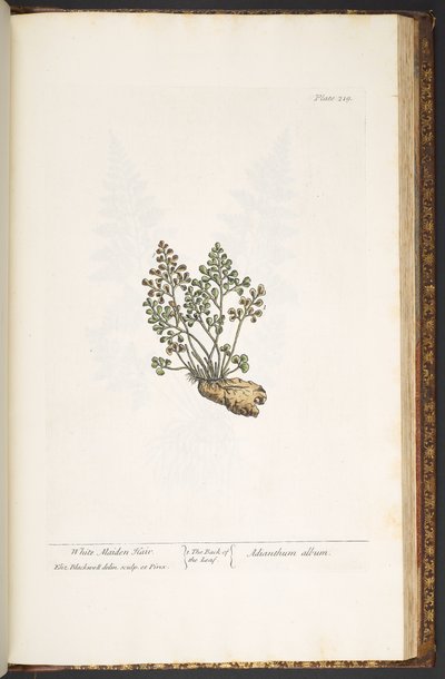 Talerz 219, z „Ciekawy zielnik” autorstwa Elizabeth Blackwell