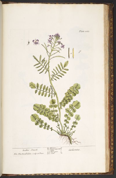 Talerz 223, z „Ciekawy zielnik” autorstwa Elizabeth Blackwell