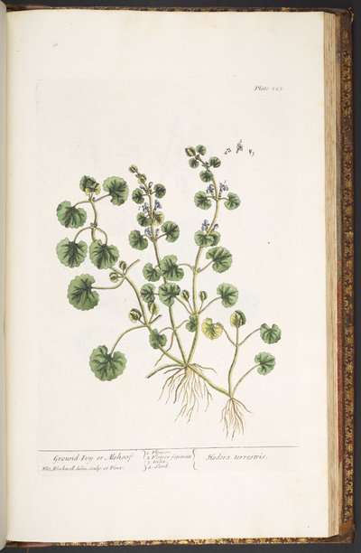 Talerz 225, z „Ciekawy zielnik” autorstwa Elizabeth Blackwell