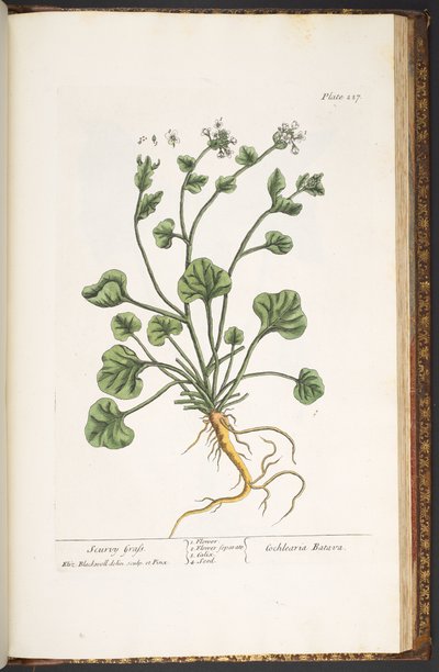 Talerz 227, z „Ciekawy zielnik” autorstwa Elizabeth Blackwell