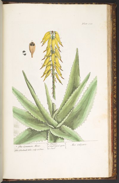 Talerz 229, z „Ciekawy zielnik” autorstwa Elizabeth Blackwell