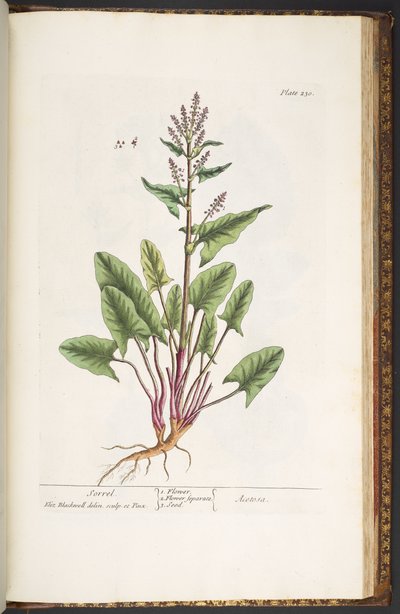 Talerz 230, z „Ciekawy zielnik” autorstwa Elizabeth Blackwell