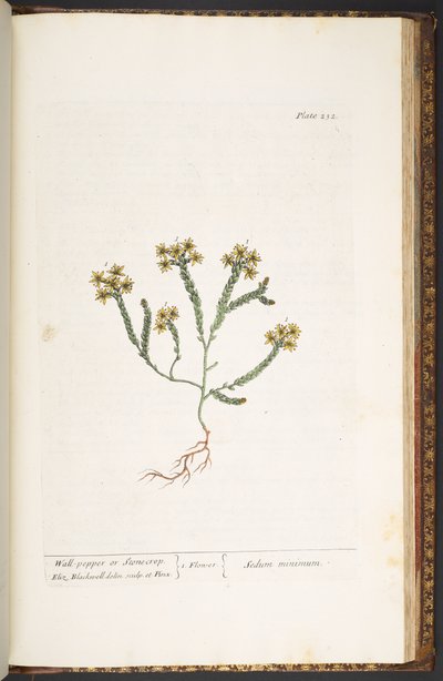 Talerz 232, z „Ciekawy zielnik” autorstwa Elizabeth Blackwell