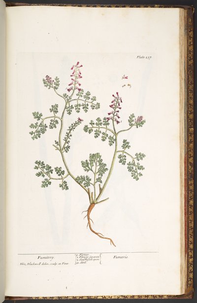 Talerz 237, Fumitory, z "Ciekawego zielnika" autorstwa Elizabeth Blackwell