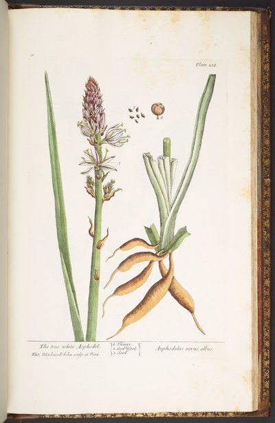 Talerz 238, z „Ciekawy zielnik” autorstwa Elizabeth Blackwell
