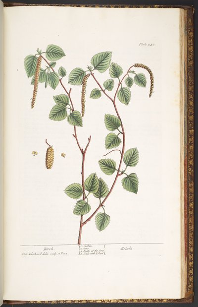 Talerz 240, z „Ciekawy zielnik” autorstwa Elizabeth Blackwell