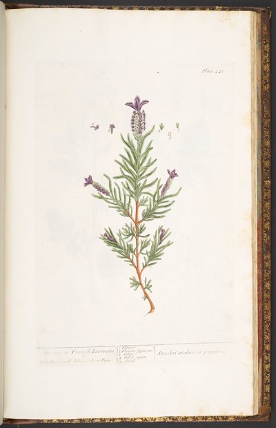 Talerz 241, z 