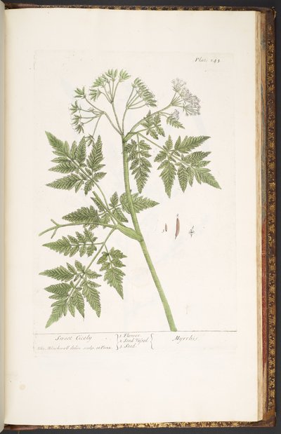 Talerz 243, z „Ciekawy zielnik” autorstwa Elizabeth Blackwell