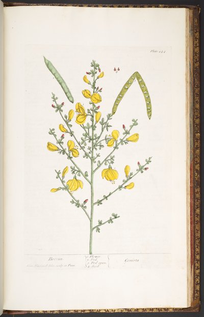 Talerz 244, z 