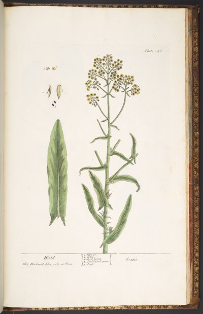 Talerz 246, Wodd, z „Ciekawy zielnik” autorstwa Elizabeth Blackwell
