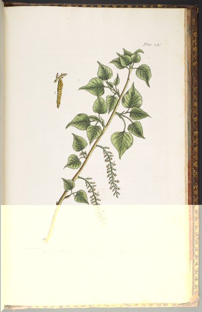 Talerz 248, z „Ciekawy zielnik” autorstwa Elizabeth Blackwell