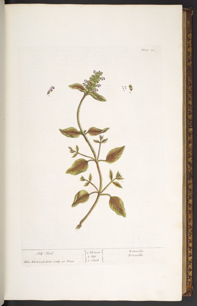 Talerz 24, Samoleczenie, z „Ciekawego ziela” autorstwa Elizabeth Blackwell