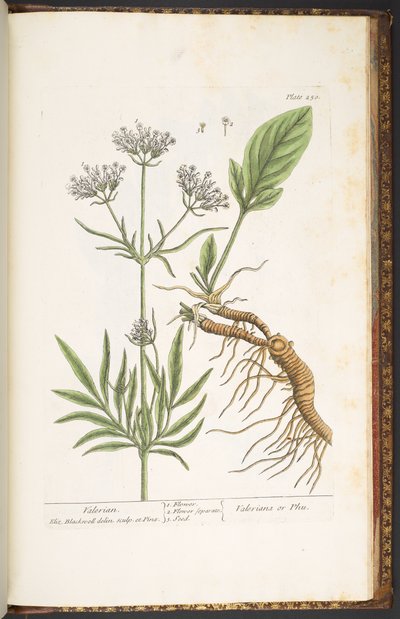 Talerz 250, Waleriana, z „Ciekawy zielnik” autorstwa Elizabeth Blackwell