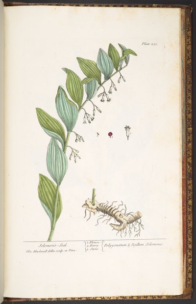 Talerz 251, z 