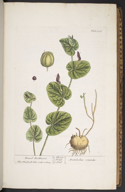 Talerz 256, z „Ciekawy zielnik” autorstwa Elizabeth Blackwell