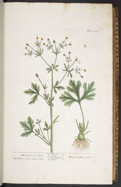 Talerz 259, z „Ciekawy zielnik” autorstwa Elizabeth Blackwell