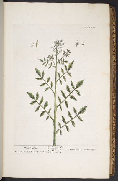 Talerz 260, z „Ciekawy zielnik” autorstwa Elizabeth Blackwell