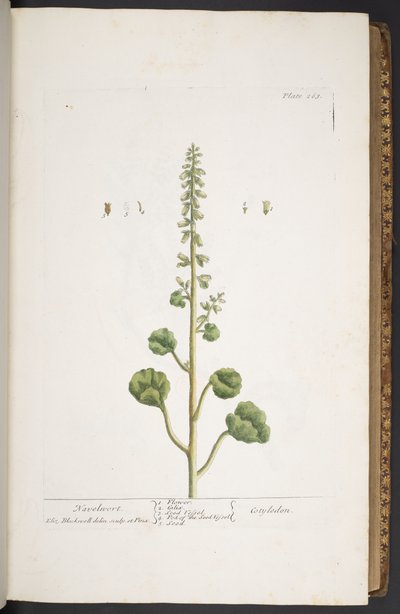 Talerz 263, z „Ciekawy zielnik” autorstwa Elizabeth Blackwell
