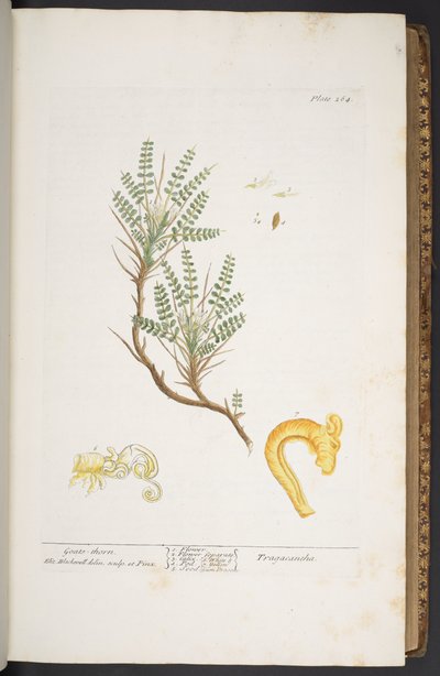 Talerz 264, z „Ciekawskiego zielnika” autorstwa Elizabeth Blackwell