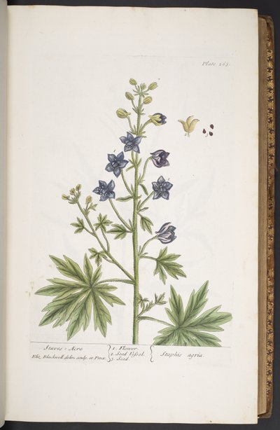 Talerz 265, z „Ciekawy zielnik” autorstwa Elizabeth Blackwell