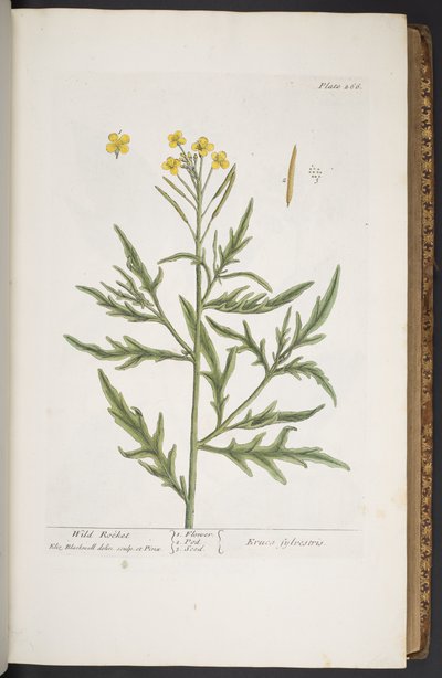 Talerz 266, z „Ciekawy zielnik” autorstwa Elizabeth Blackwell