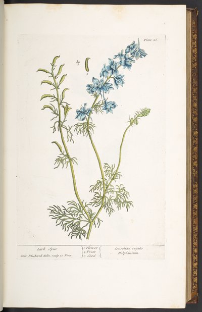 Talerz 26, Ostroga Skowronkowa, z „Ciekawy Herbal” autorstwa Elizabeth Blackwell