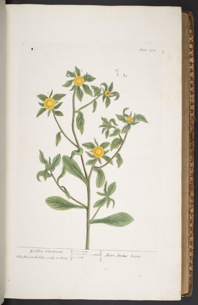 Talerz 272, z 