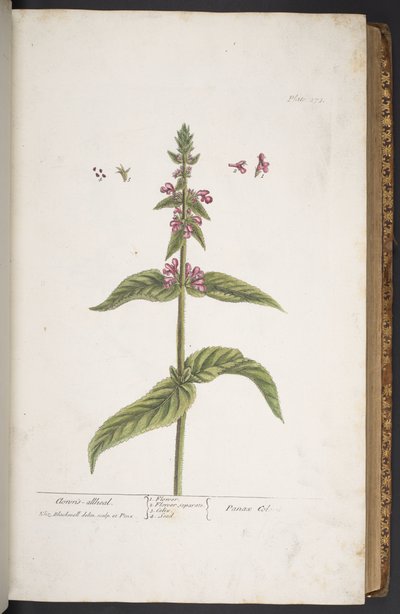 Talerz 273, z „Ciekawy zielnik” autorstwa Elizabeth Blackwell