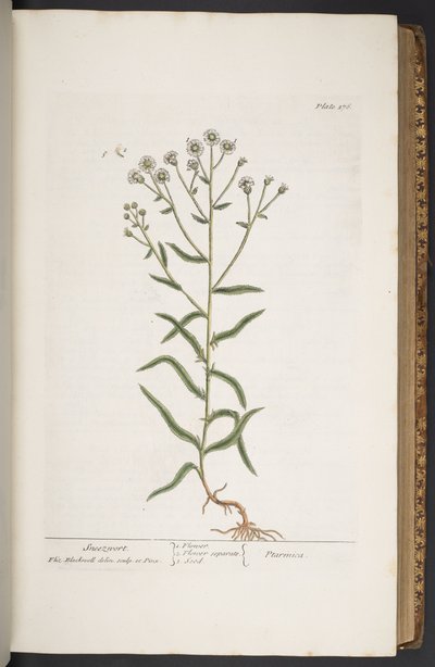 Talerz 276, z „Ciekawy zielnik” autorstwa Elizabeth Blackwell