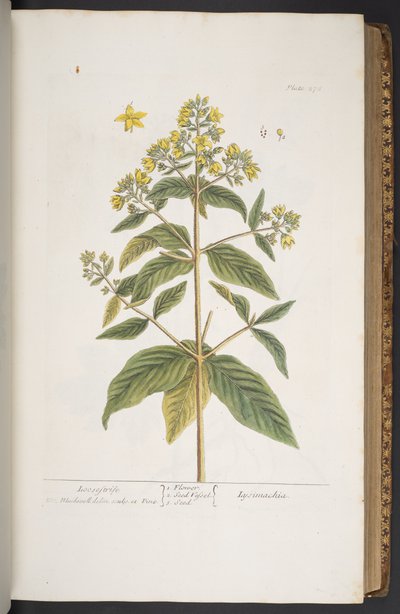 Talerz 278, z „Ciekawy zielnik” autorstwa Elizabeth Blackwell