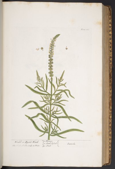 Talerz 283, z „Ciekawy zielnik” autorstwa Elizabeth Blackwell