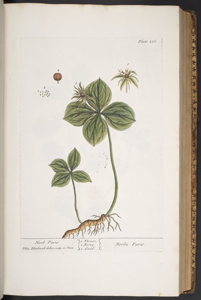 Talerz 286, z „Ciekawy zielnik” autorstwa Elizabeth Blackwell