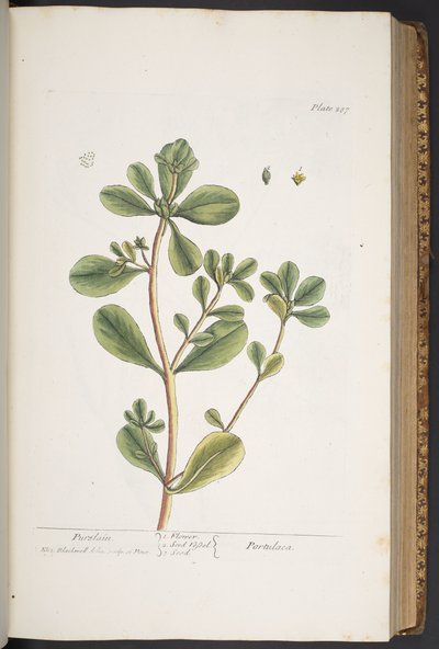 Talerz 287, z „Ciekawy zielnik” autorstwa Elizabeth Blackwell