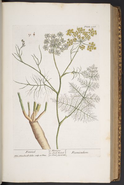 Talerz 288, z „Ciekawy zielnik” autorstwa Elizabeth Blackwell