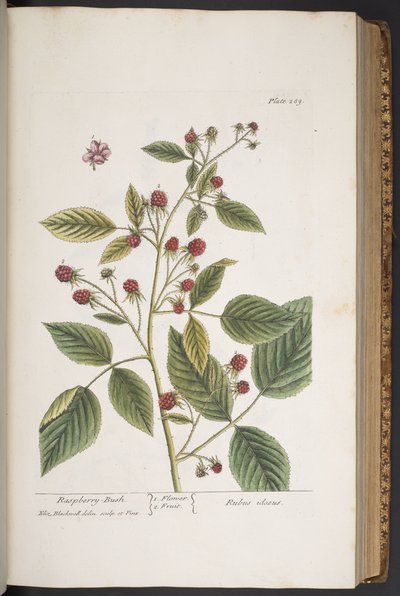 Talerz 289, z „Ciekawy zielnik” autorstwa Elizabeth Blackwell