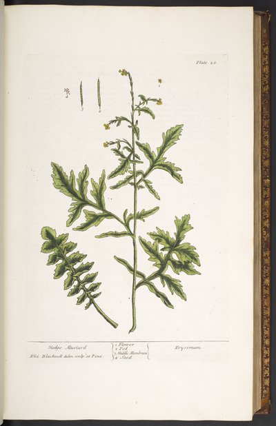 Talerz 28, Musztarda Żywopłotowa, z 