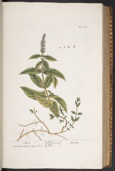 Talerz 290, z „Ciekawy zielnik” autorstwa Elizabeth Blackwell