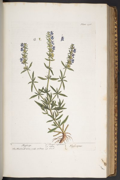 Talerz 296, z „Ciekawy zielnik” autorstwa Elizabeth Blackwell