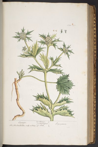 Talerz 297, Eryngo, z „Ciekawy zielnik” autorstwa Elizabeth Blackwell