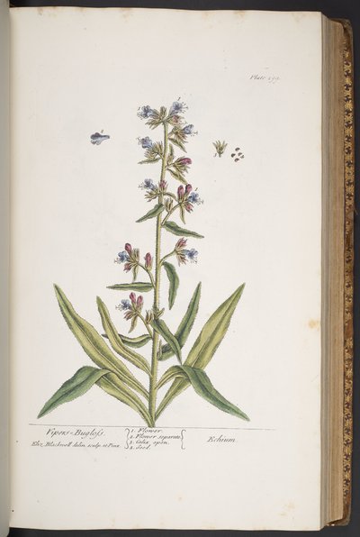 Talerz 299, Błyszczyk żmii, z „Ciekawego zielnika” autorstwa Elizabeth Blackwell