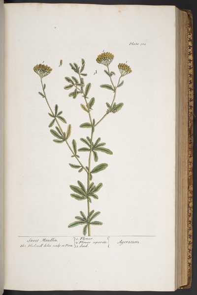 Talerz 300, z „Ciekawy zielnik” autorstwa Elizabeth Blackwell